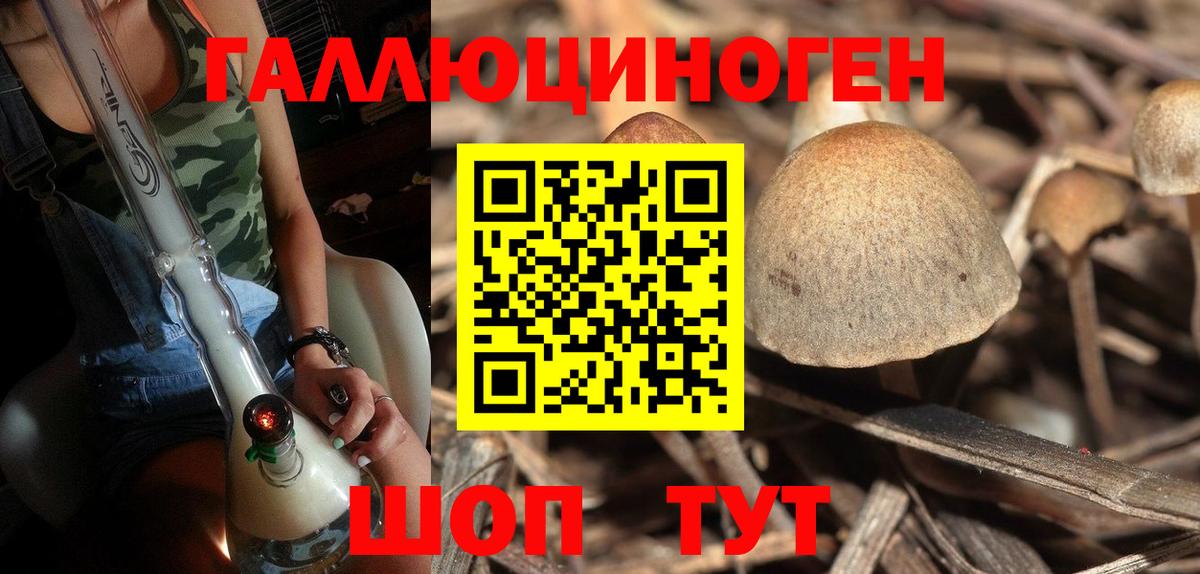 Курчатов  Галлюциногенные грибы Psilocybine cubensis  Вход с VPN 